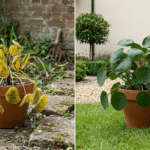 🌿 Qué hacer cuando las hojas de tus plantas se ponen amarillas (y cómo recuperarlas de verdad)