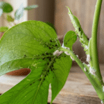 🐛 Plagas más comunes en plantas de interior y cómo eliminarlas